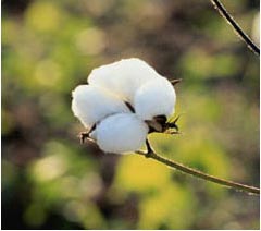 sustainable-cotton-project